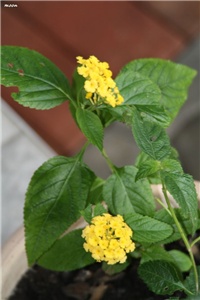 cc28ebbe-IMG_8171 lantana.jpg